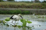 コウノトリ