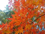 鳴門のすてきな紅葉